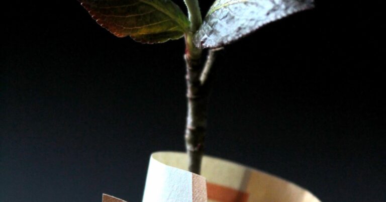 קרנות השתלמות עם התשואה הגבוהה ביותר השנה